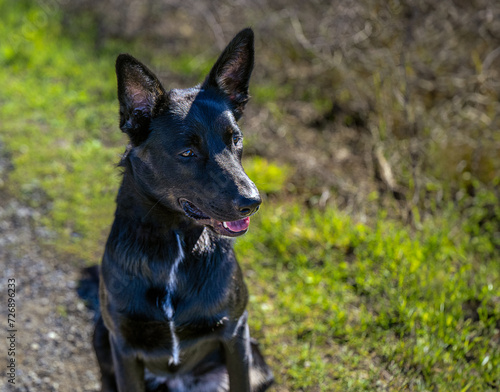 2024-01-05 A BLACK SHEPARD MIX SITTING AND LOOKING RIGHT IN THE FRAME WITH BRIGHT EYES AND A WHITE STRIPE ON ITS CHEST NEAR PALO ALTO CALIFORNIA © Michael J Magee