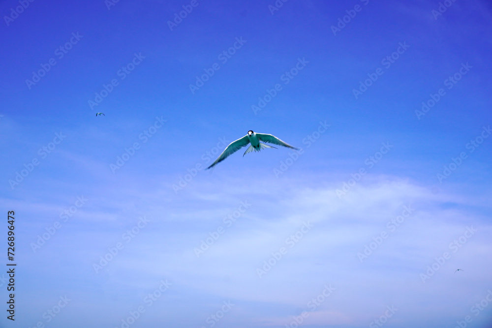 Obraz premium Seabirds fly high in the blue sky. Fishing bird flying high in the blue sky. Fish predator bird in clear blue sky. Flying birds looking for or sea fish. Seabirds are flying