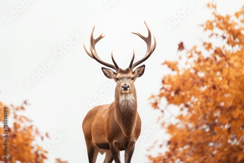 Deer in autumn colors Detailed image of wild animal with white background © venusvi