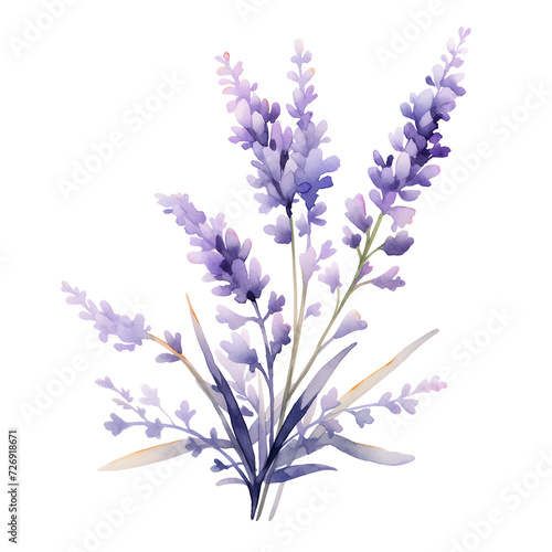 beautiful watercolour of Lavender isolated background