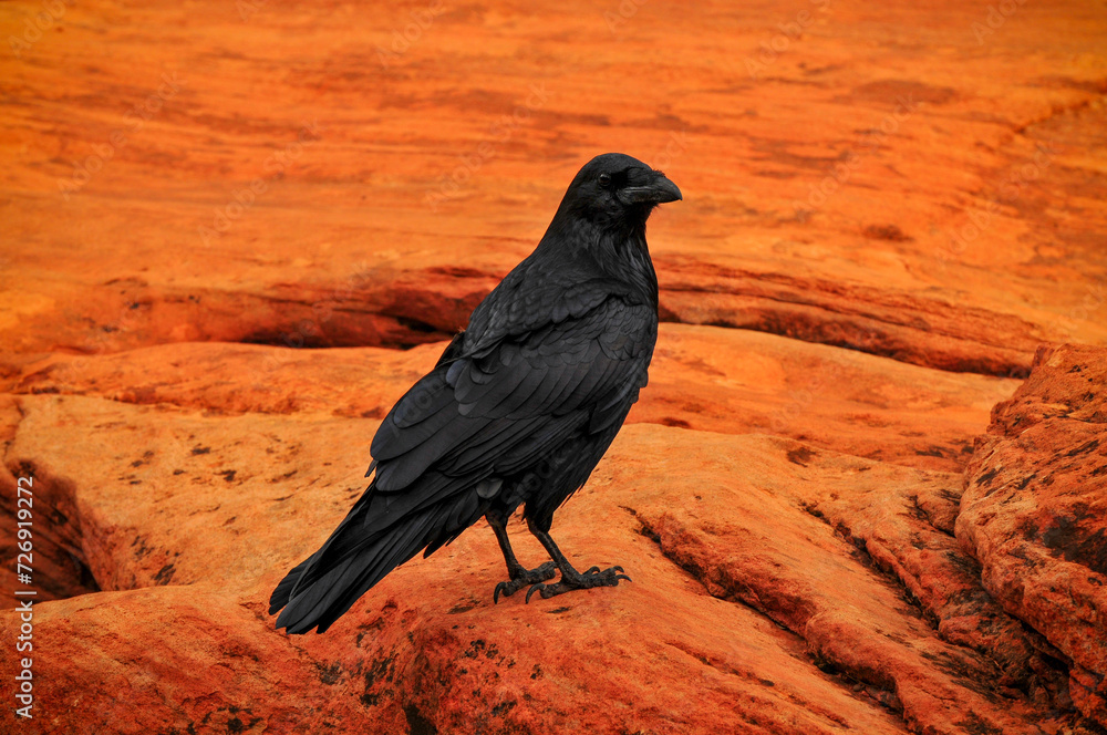 Obraz premium A common raven (Corvus corax) in the sandstone landscape of the Canyon Overlook trail through Pine Creek Canyon, Zion National Park, Utah, Southwest USA.