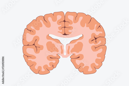 vertical cross sections through cerebrum. cross section of human brain. front side cross section. eps 10