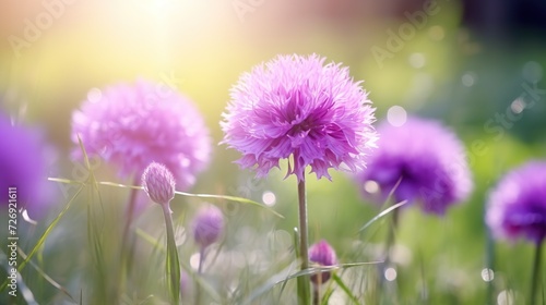 Beautiful purple dandelion on the meadow with sunlight on bokeh background. Created with Generative AI