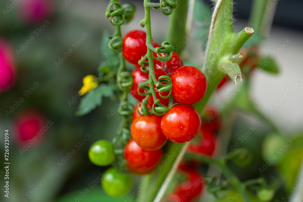 Obraz premium Fresh organic cherry tomatoes on tree in the garden