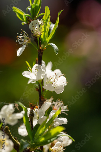 Close up of Write Plum flower blooming in spring. selective focus