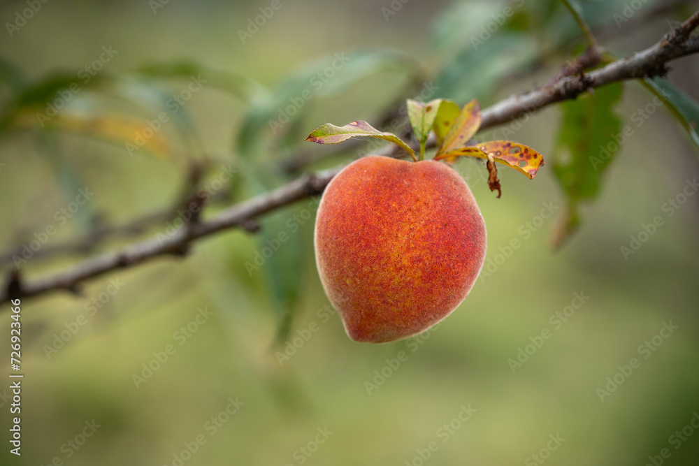 Fresh organic peaches on the tree in garden Fresh organic peaches on the tree in garden