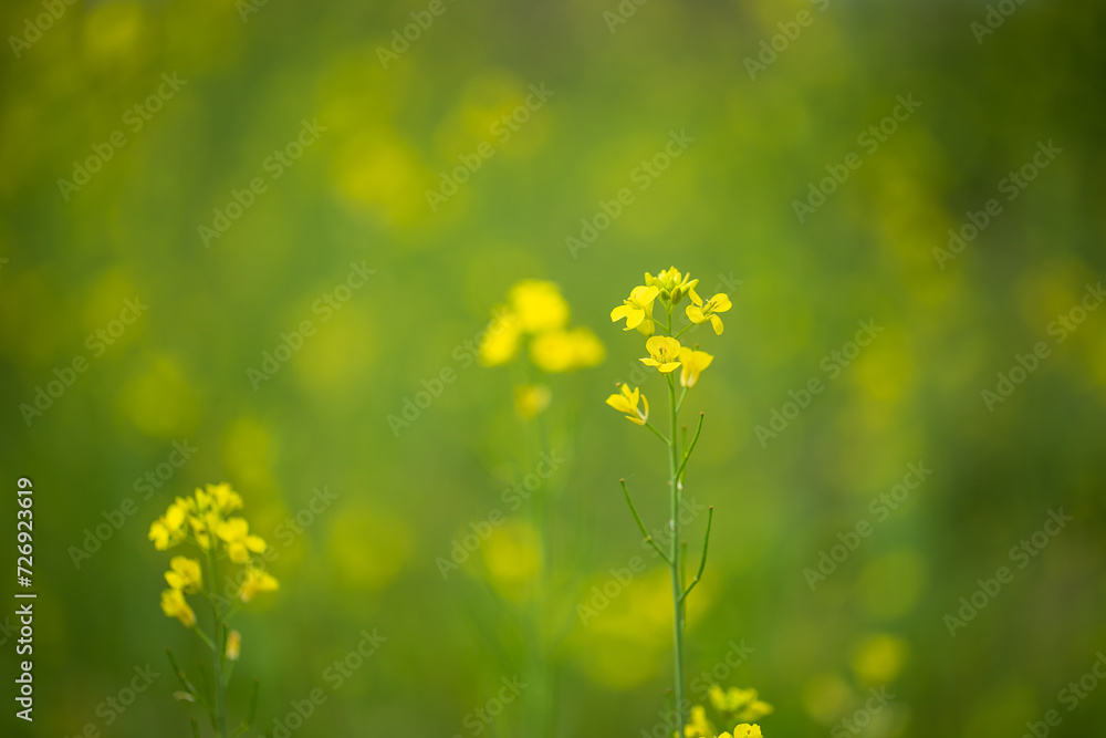 Small yellow flowers on a green background selective focus Small yellow flowers on a green background selective focus