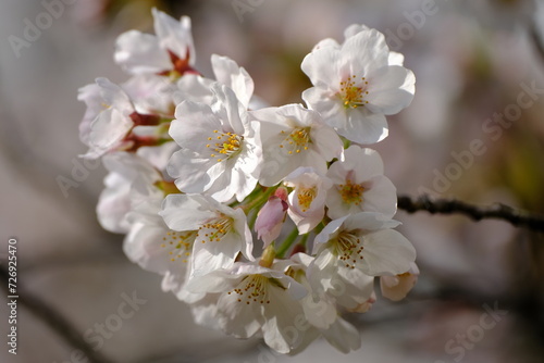 目黒川に咲いた桜の花