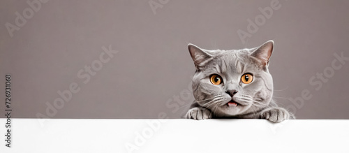 funny grey British cat peeking out from behind white table. Curious grey British cat with striking orange eyes, peeking out playfully from behind white table. copy space