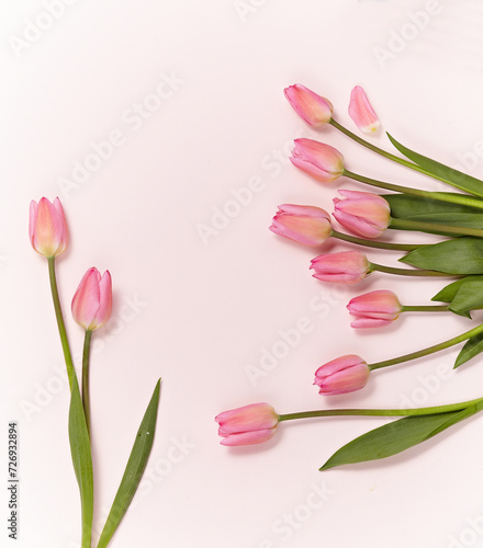Fototapeta Naklejka Na Ścianę i Meble -  a beautiful pink tulip against a pink paper background. top view. An empty space for display cosmetic products, food and props.