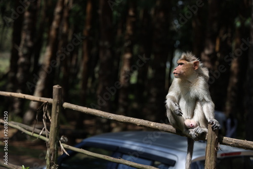 Close up of  monkey Chlorocebus pygerythrus sitting in a park © jayanthi photography