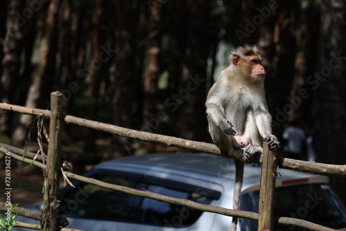 Close up of  monkey Chlorocebus pygerythrus sitting in a park © jayanthi photography