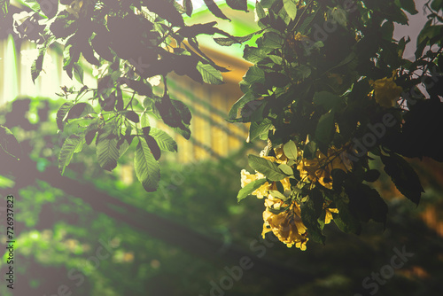 .Golden Shower Tree(Cassia fistula) is beauty yellow flower in summer,Cassia fistula flower or golden shower flower. photo
