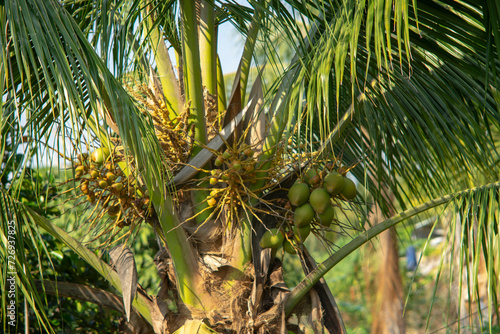 The inner flesh of the mature seed, as well as the coconut milk extracted from it, form a regular part of the diets of many people in the tropics and subtropics