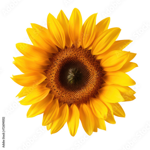 sunflower on transparency background PNG
