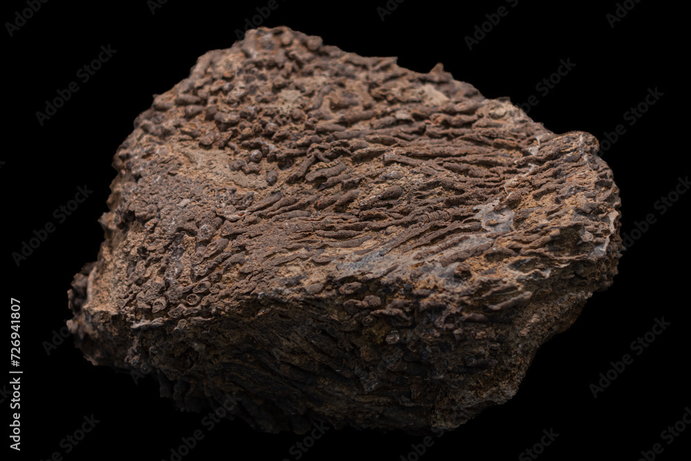 Fossils of corals. Phaceloid colonies Fossils of corals. Phaceloid colonies