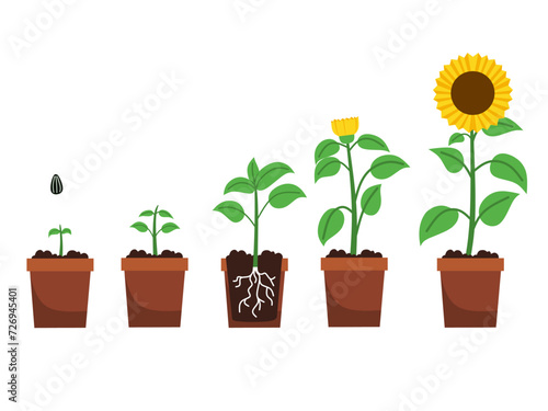 Vector illustration of sunflower growth on pot for book, education .Growing plant stages. Seeds, watering step, sprout and flower, grown plant. House or outdor plant. Grow proces.flower evolution photo