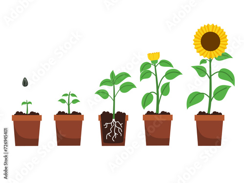 Vector illustration of sunflower growth on pot for book, education .Growing plant stages. Seeds, watering step, sprout and flower, grown plant. House or outdor plant. Grow proces.flower evolution