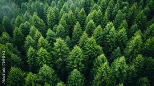Aerial view of coniferous forest. Top view from drone - Generative AI