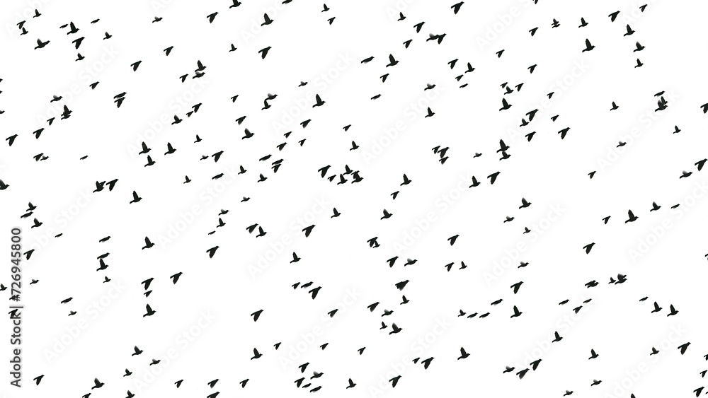 Fototapeta premium Beautiful illustration of flying birds on plain white background