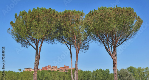 umbrella pine trees in front of the sky with medieval town background in tuscany- Italy