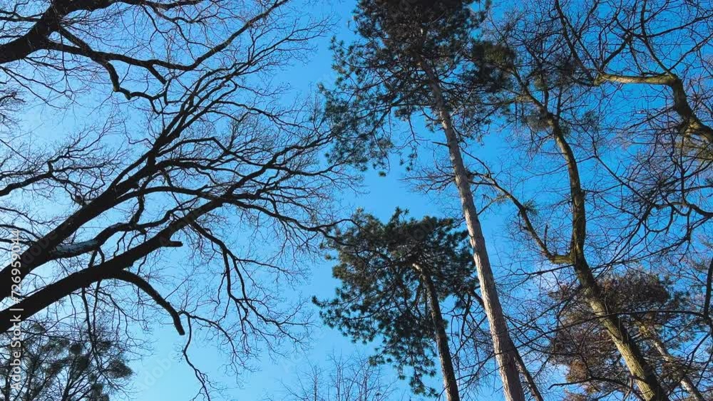 Tree branches and pine trees against a background of blue sky in a winter park. Tree branches and pine trees against a background of blue sky in a winter park.