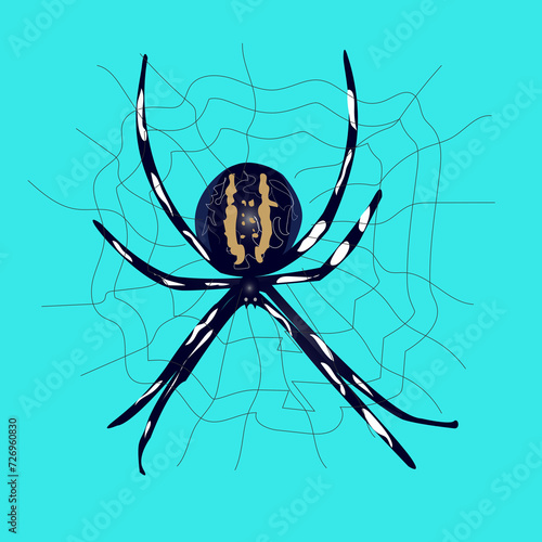 spider on a web