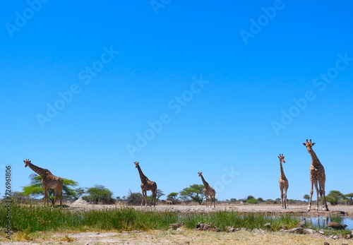 Canvas Print Tower of Giraffes, Namibia