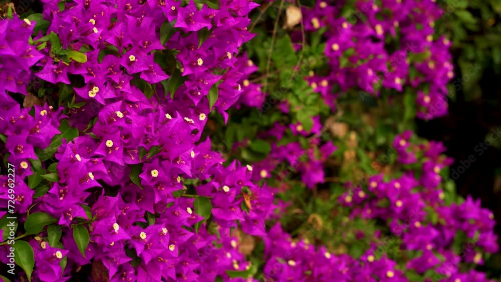 bougainvillea blooms. Red Bougainvillea spectabilis great bougainvillea flowers with a blurred background. Nature background. bougainvillea blooms. Red Bougainvillea spectabilis great bougainvillea flowers with a blurred background. Nature background.