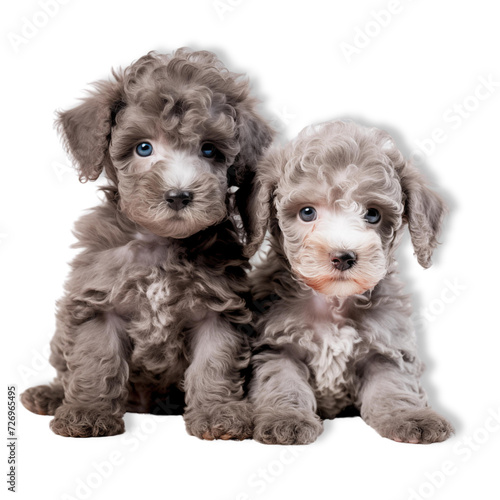 Two grey poodle puppies, poodle puppy sitting, transparent background