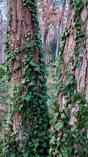 Ivy growing on the trunk of a tree in the park