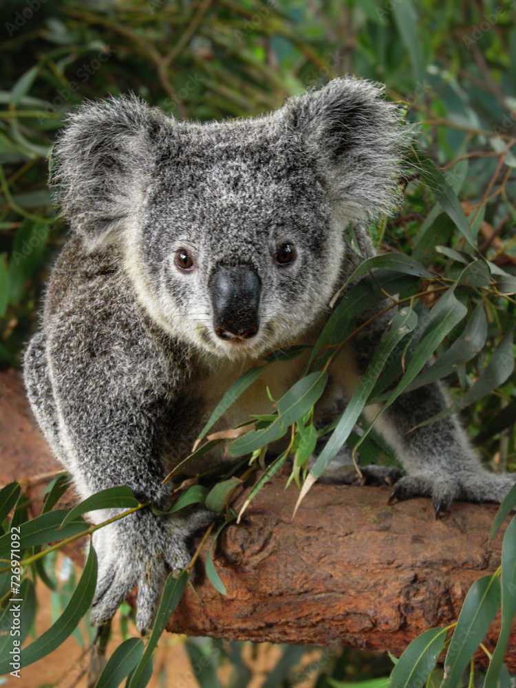 Obraz premium koala in a tree