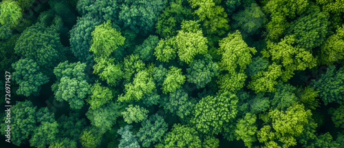 Aerial view of a dense green forest from above. 