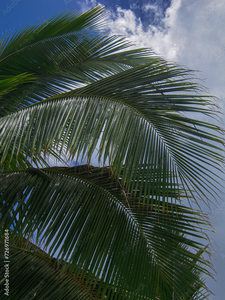 Obraz premium palm tree leaves