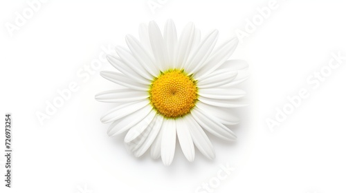 daisy isolated on a white background