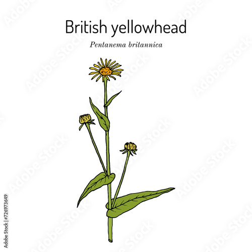 British yellowhead or meadow fleabane (Pentanema britannica), medicinal plant photo