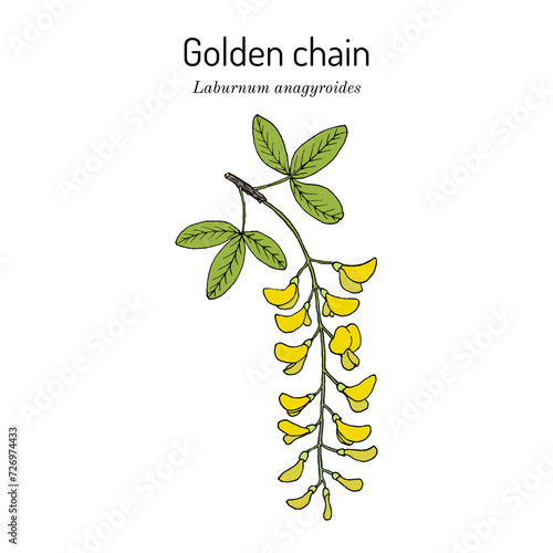 Golden chain (Laburnum anagyroides), medicinal plant