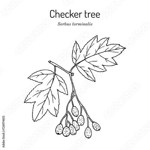 Checker tree, or wild service tree (Sorbus torminalis), edible and medicinal plant