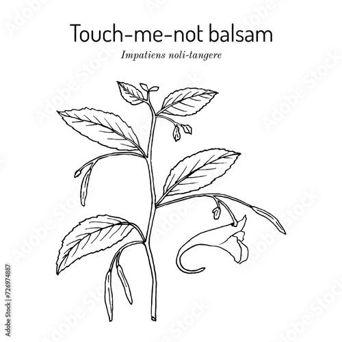 Touch-me-not balsam (Impatiens noli-tangere), medicinal plant