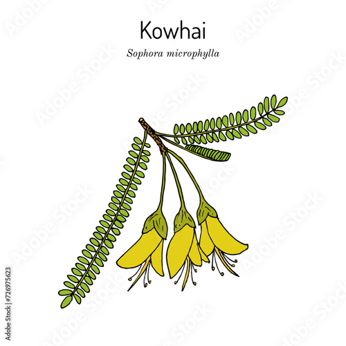 South Island Kowhai (Sophora microphylla), medicinal plant photo