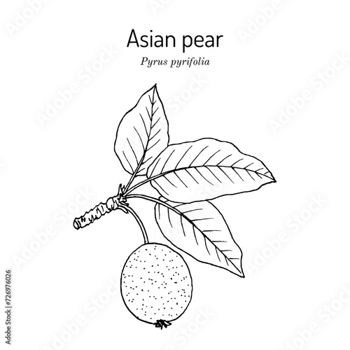 Asian, or Japanese pear (Pyrus pyrifolia), edible and medicinal plant