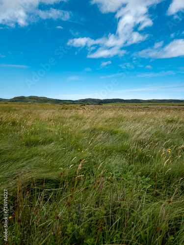 Wild field in Ireland and a blue sky in the summer