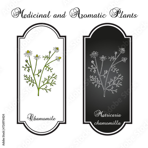 Chamomile or camomile (Matricaria chamomilla), medicinal plant