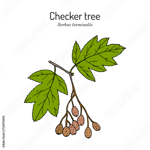 Checker tree, or wild service tree (Sorbus torminalis), edible and medicinal plant