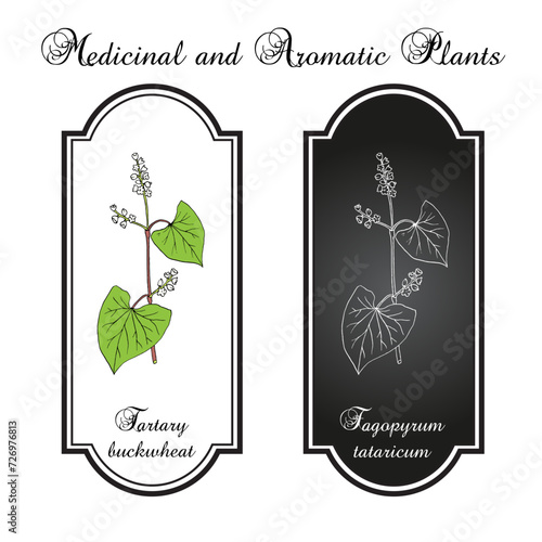 Tartary buckwheat (Fagopyrum tataricum), edible and medicinal plant photo
