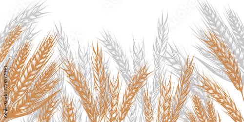cereal border with spikelets of wheat in sketch vector illustration isolated on white. Ears of rye, barley, oats, millet for decoration, packaging and window design, bakery.