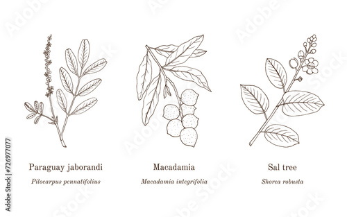 Collection of edible and medicinal plants