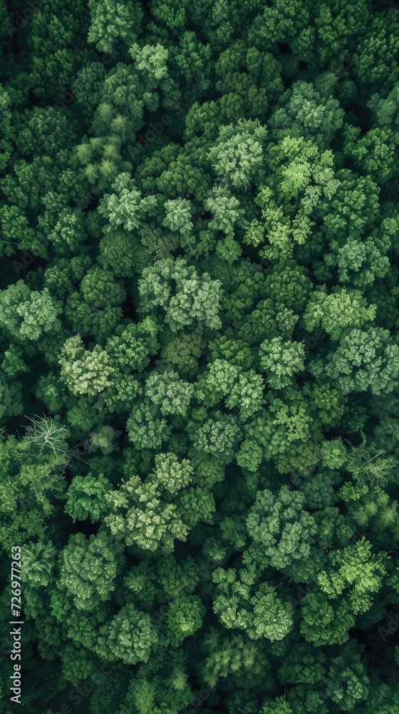 Green forest .Aerial view. Vertical background