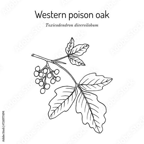 Pacific, or western poison oak (Toxicodendron diversilobum), medicinal plant