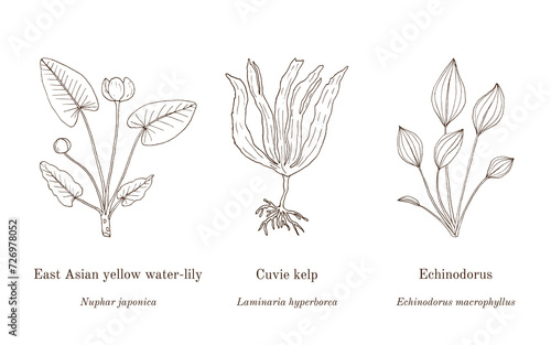 Collection of edible and medicinal plants photo